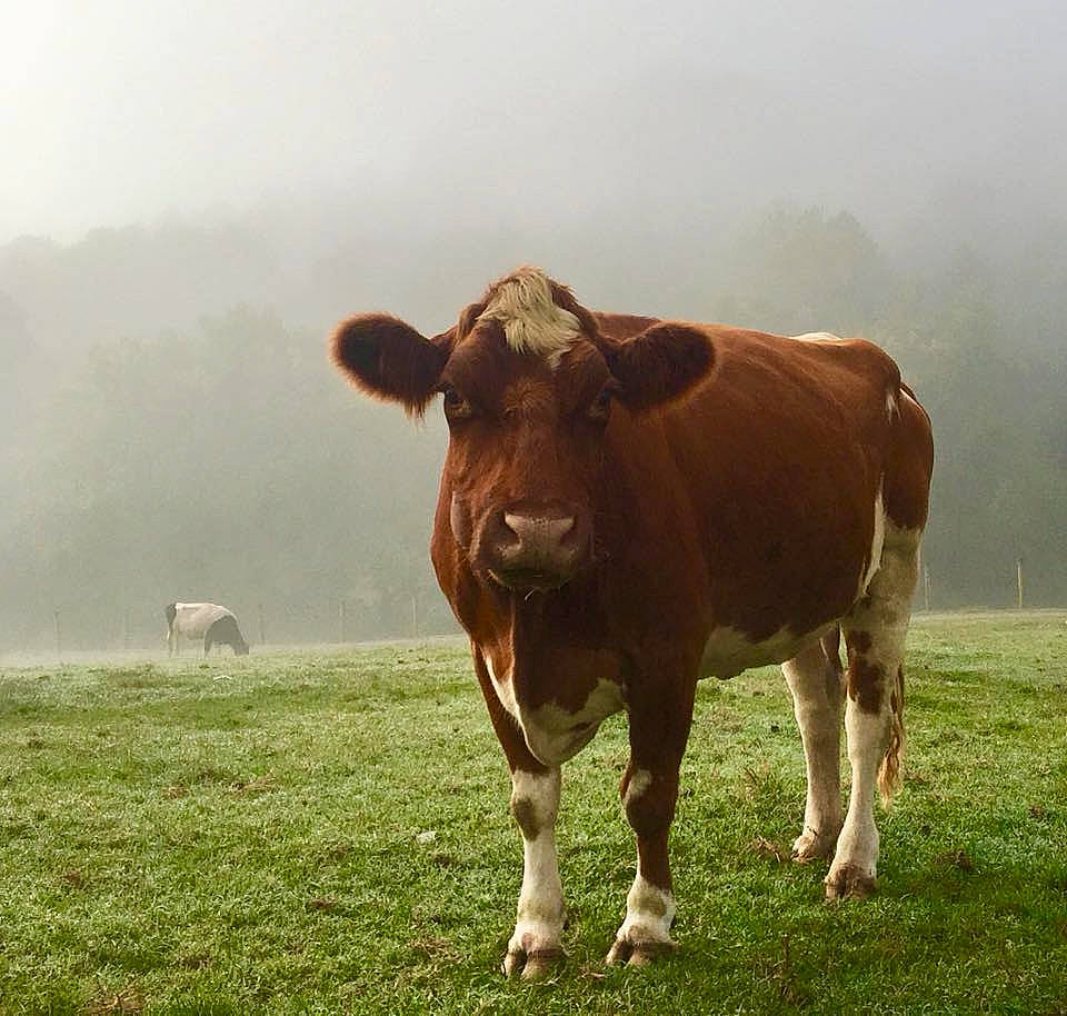 Bessie joined the competition — help win amazing prizes! atmospheric_phenomenon, bovine, cow_goat_family, dairy_cow, grass, grassland, grazing, livestock, mammal, meadow, pasture, rural_area, snout, terrestrial_animal