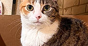 Lennon is registered to the contest to win money with this photo: animal, background, cardboard_box, cat, closeup, curious, cute, domestic_cat, ears, feline, fur, green_eyes, indoor, kitchen, pet, sitting, tabby_cat, tile_wall, utensils, whiskers