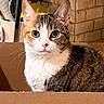animal, background, cardboard_box, cat, closeup, curious, cute, domestic_cat, ears, feline, fur, green_eyes, indoor, kitchen, pet, sitting, tabby_cat, tile_wall, utensils, whiskers