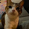 Lennon is registered to the contest to win money with this photo: animal, brown_fur, carpet, cat, close_up, couch, curious, cute, eyes, feline, fur, home, indoor, nose, paw, pet, soft_light, tabby, whiskers, white_fur