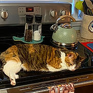 Lennon is registered to the contest to win money with this photo: appliance, cat, cookware, countertop, domestic, feline, household, indoor, kettle, kitchen, oven, pepper_shaker, pet, relaxed, salt_shaker, stovetop, tabby, towel, utensils, window