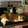 appliance, cat, cookware, countertop, domestic, feline, household, indoor, kettle, kitchen, oven, pepper_shaker, pet, relaxed, salt_shaker, stovetop, tabby, towel, utensils, window