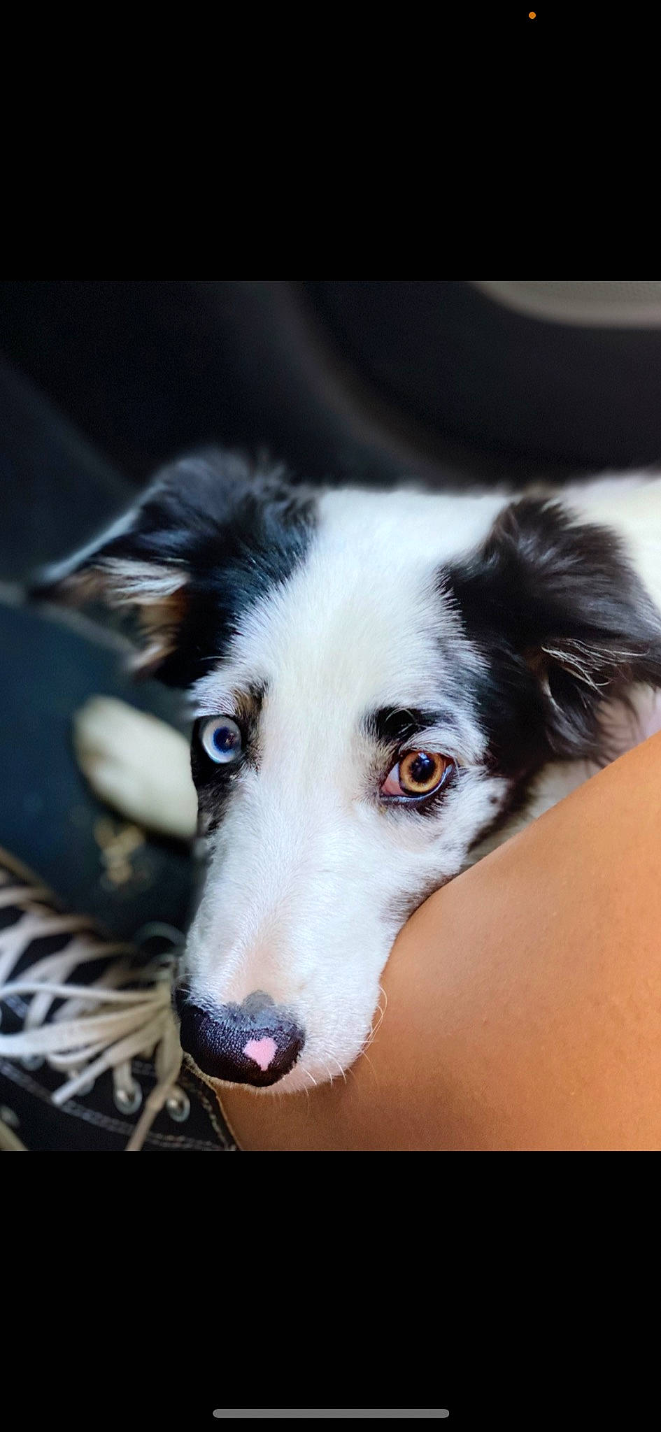 Laïa a rejoint le concours — aidez-le/la à gagner de superbes lots ! canidae, carnivore, companion_dog, dog, dog_breed, fur, herding_dog, snout, sporting_group, terrestrial_animal, whiskers, working_animal, working_dog