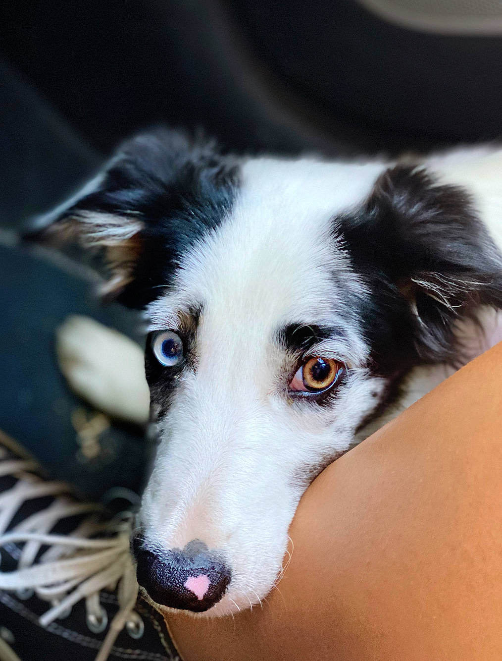 Laïa participe au concours pour gagner de l'argent avec cette photo : canidae, carnivore, companion_dog, dog, dog_breed, fur, herding_dog, plant, snout, sporting_group, terrestrial_animal, whiskers, working_animal, working_dog