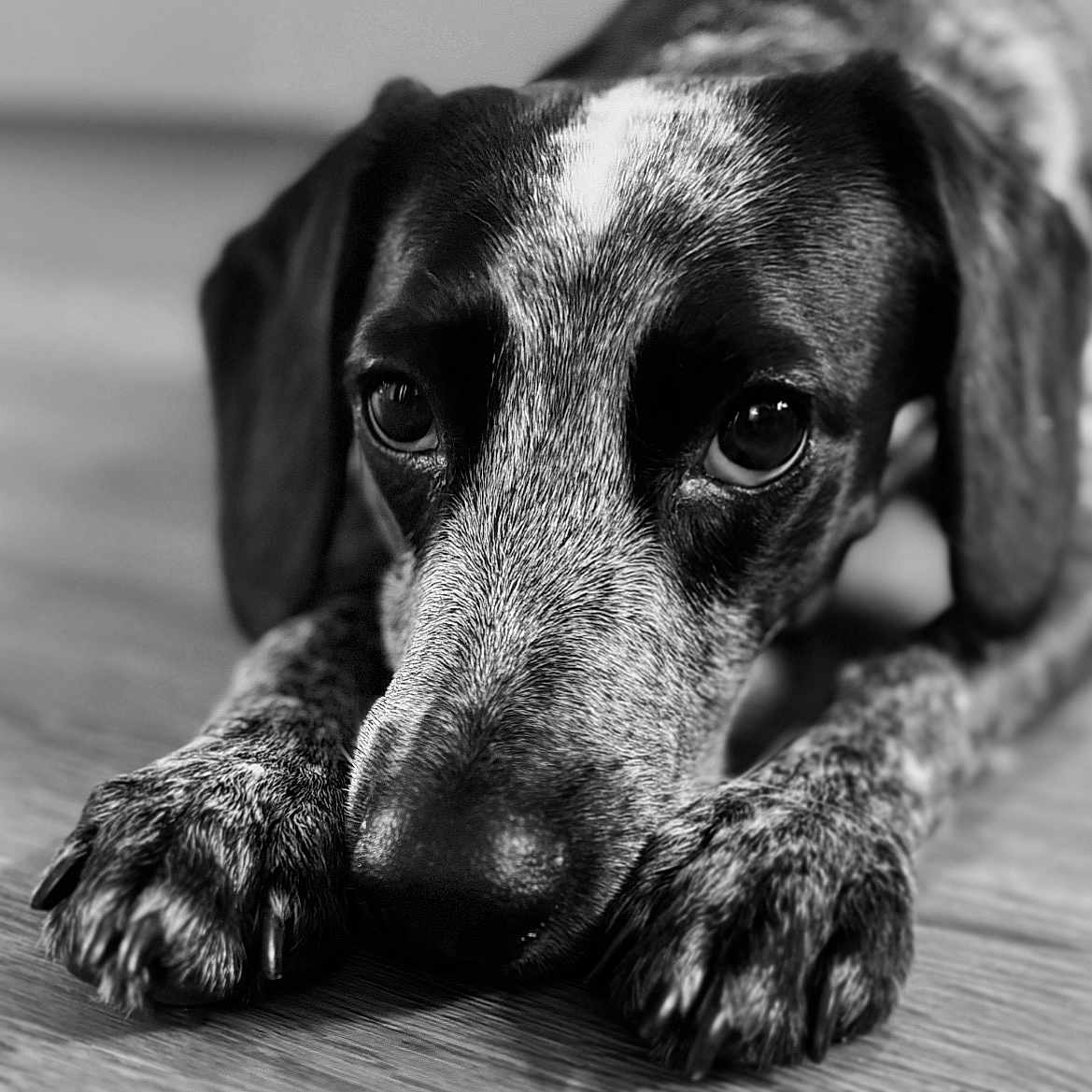 Luna is registered to the contest to win money with this photo: animal, beagle, canine, dog, hound, labradorretriever, pet, pointer, puppy, snout