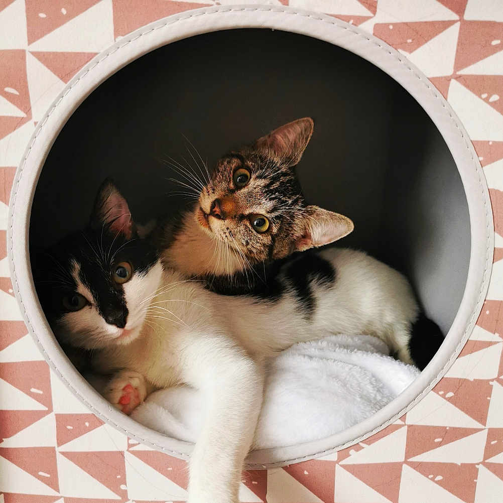 Jinx Et Willow participe au concours pour gagner de l'argent avec cette photo : abyssinian, animal, art, basket, bowl, bucket, cat, cookware, hardwood, hole, kitten, laundry, manx, pet, porcelain, pot, pottery, siamese, tin, wood