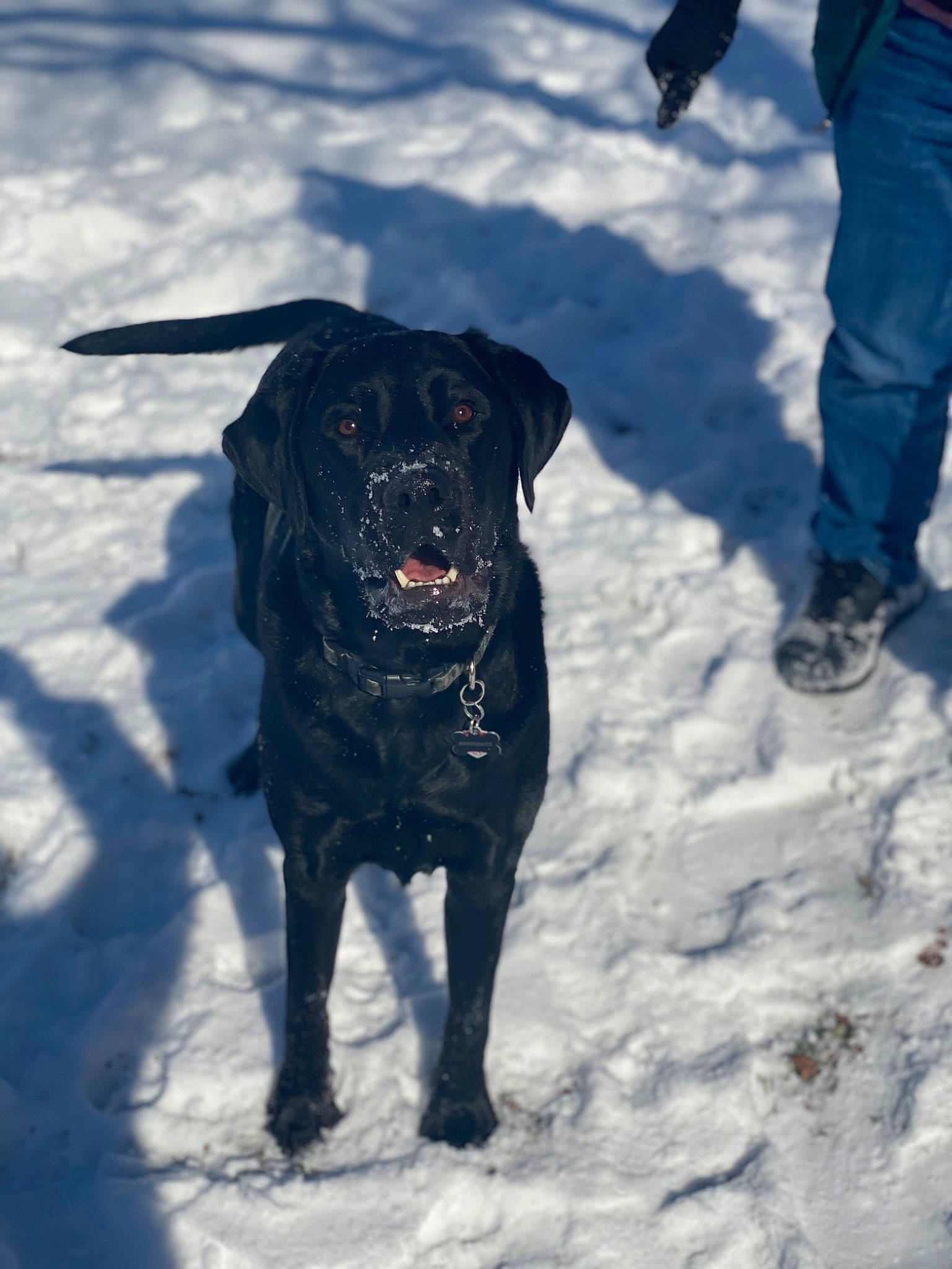 Boudreaux is registered to the contest to win money with this photo: borador, canidae, carnivore, collar, companion_dog, dog, dog_breed, dog_collar, electric_blue, freezing, fur, hunting_dog, pet_supply, recreation, retriever, snow, sporting_group, tail, winter, working_animal