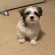 Chewy joined the competition — help win amazing prizes! puppy, dog, small_dog, fluffy, white_and_brown, sitting, indoors, kitchen, floor, tile_floor, door, doorstop, pet, cute, portrait, looking_at_camera, fur, paws, home, animal