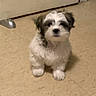 puppy, dog, small_dog, fluffy, white_and_brown, sitting, indoors, kitchen, floor, tile_floor, door, doorstop, pet, cute, portrait, looking_at_camera, fur, paws, home, animal