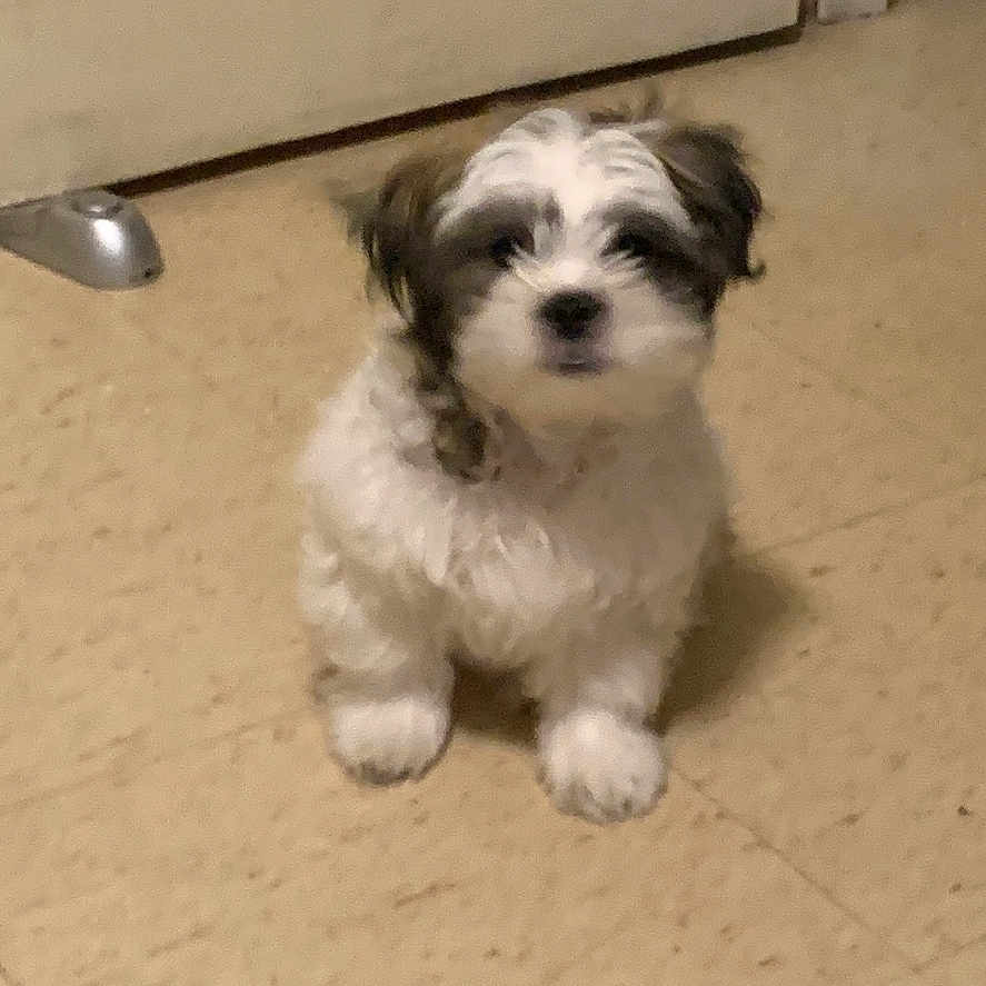 Chewy joined the competition — help win amazing prizes! puppy, dog, small_dog, fluffy, white_and_brown, sitting, indoors, kitchen, floor, tile_floor, door, doorstop, pet, cute, portrait, looking_at_camera, fur, paws, home, animal