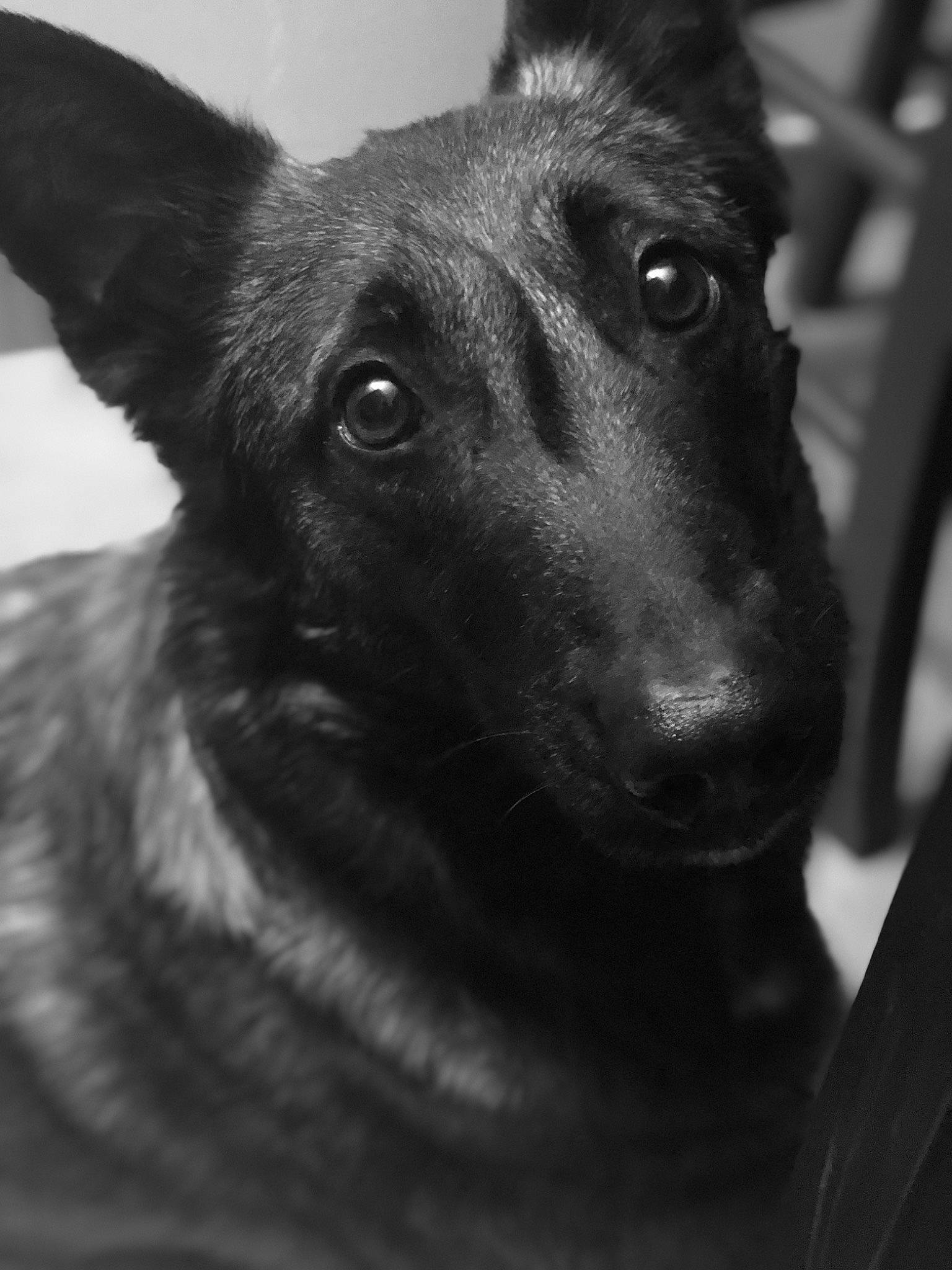 Jana a rejoint le concours — aidez-le/la à gagner de superbes lots ! black, canidae, carnivore, dog, dog_breed, ear, fur, grey, jaw, monochrome, monochrome_photography, snout, sporting_group, terrestrial_animal, whiskers, working_animal, working_dog