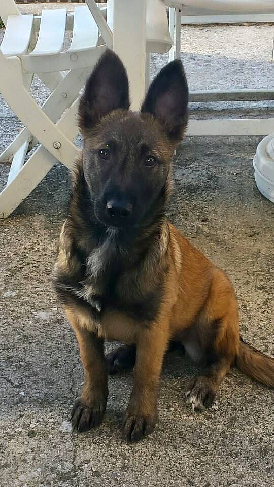 Jana a rejoint le concours — aidez-le/la à gagner de superbes lots ! belgian_shepherd_malinois, canidae, carnivore, companion_dog, dog, dog_breed, east_european_shepherd, fawn, fur, german_shepherd_dog, guard_dog, herding_dog, king_shepherd, old_german_shepherd_dog, serveware, snout, sporting_group, terrestrial_animal, working_animal, working_dog