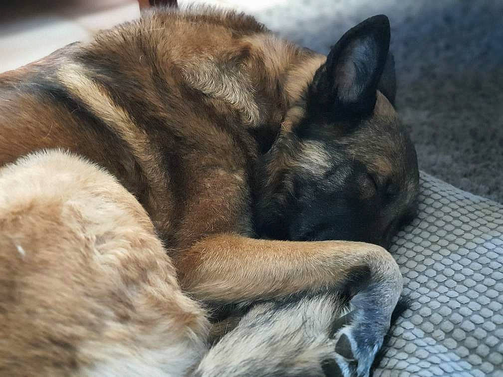 Jana a rejoint le concours — aidez-le/la à gagner de superbes lots ! canidae, carnivore, claw, comfort, companion_dog, dog, dog_breed, fawn, felidae, fur, nap, paw, puppy, small_to_medium_sized_cats, snout, sporting_group, tail, terrestrial_animal, whiskers, working_animal