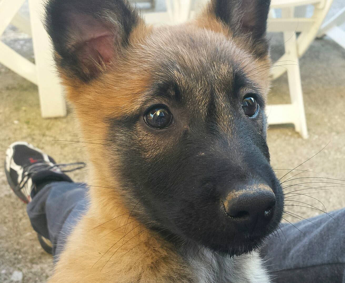 Jana a rejoint le concours — aidez-le/la à gagner de superbes lots ! belgian_shepherd_malinois, canidae, carnivore, chair, companion_dog, dog, dog_breed, eye, fawn, fur, german_shepherd_dog, herding_dog, mammal, old_german_shepherd_dog, snout, sporting_group, terrestrial_animal, whiskers, working_animal, working_dog