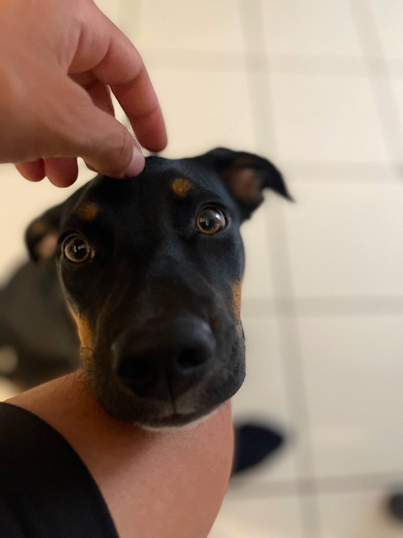 Talia participe au concours pour gagner de l'argent avec cette photo : borador, canidae, carnivore, collar, companion_dog, dog, dog_breed, ear, eye, fawn, fur, gesture, guard_dog, nail, snout, sporting_group, thumb, whiskers, working_animal, wrist