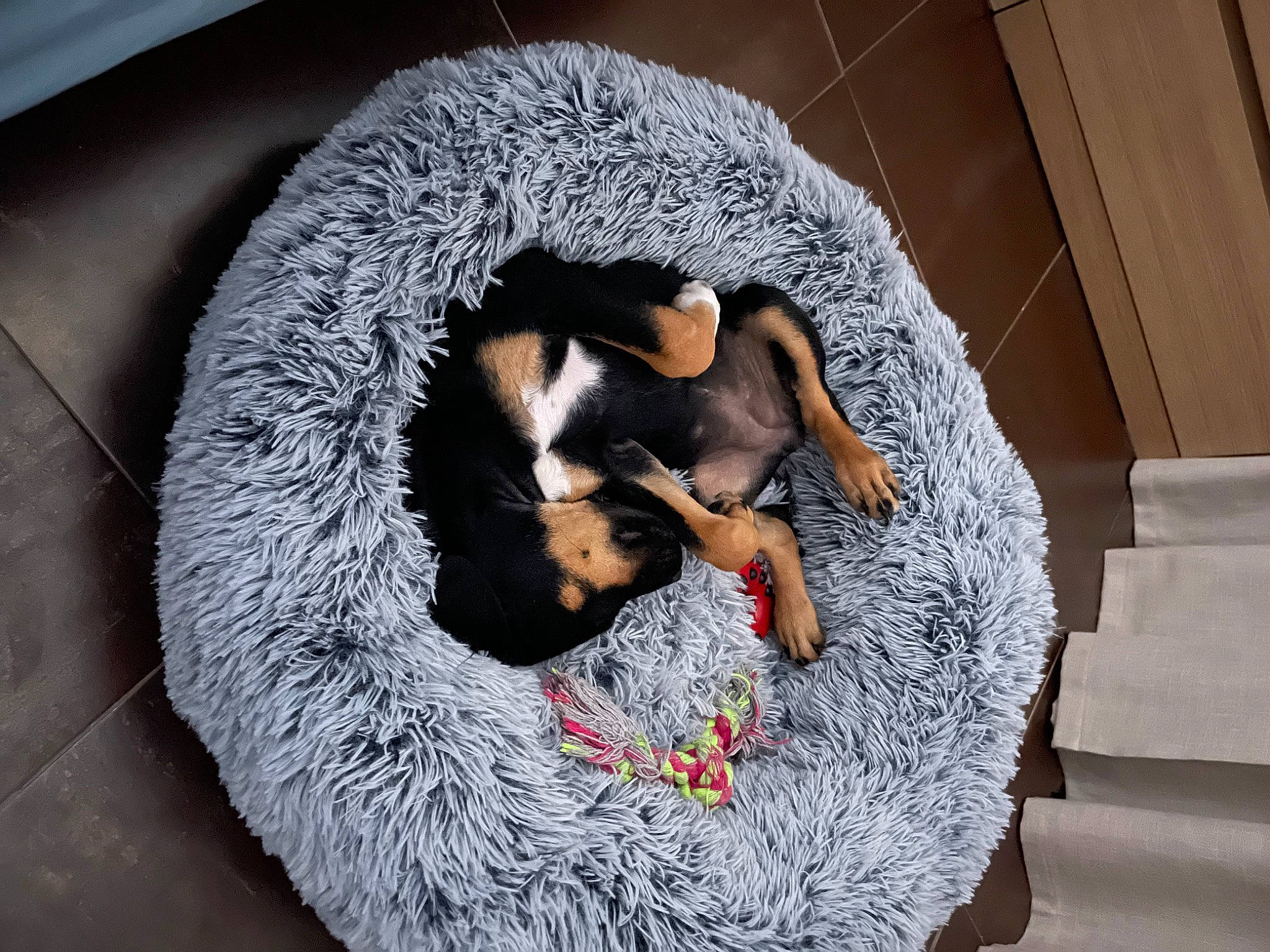 Talia a rejoint le concours — aidez-le/la à gagner de superbes lots ! canidae, carnivore, circle, comfort, companion_dog, dog, dog_bed, dog_breed, dog_supply, flooring, fur, guard_dog, nap, pet_supply, snout, sporting_group, tail, terrestrial_animal, toy, working_animal