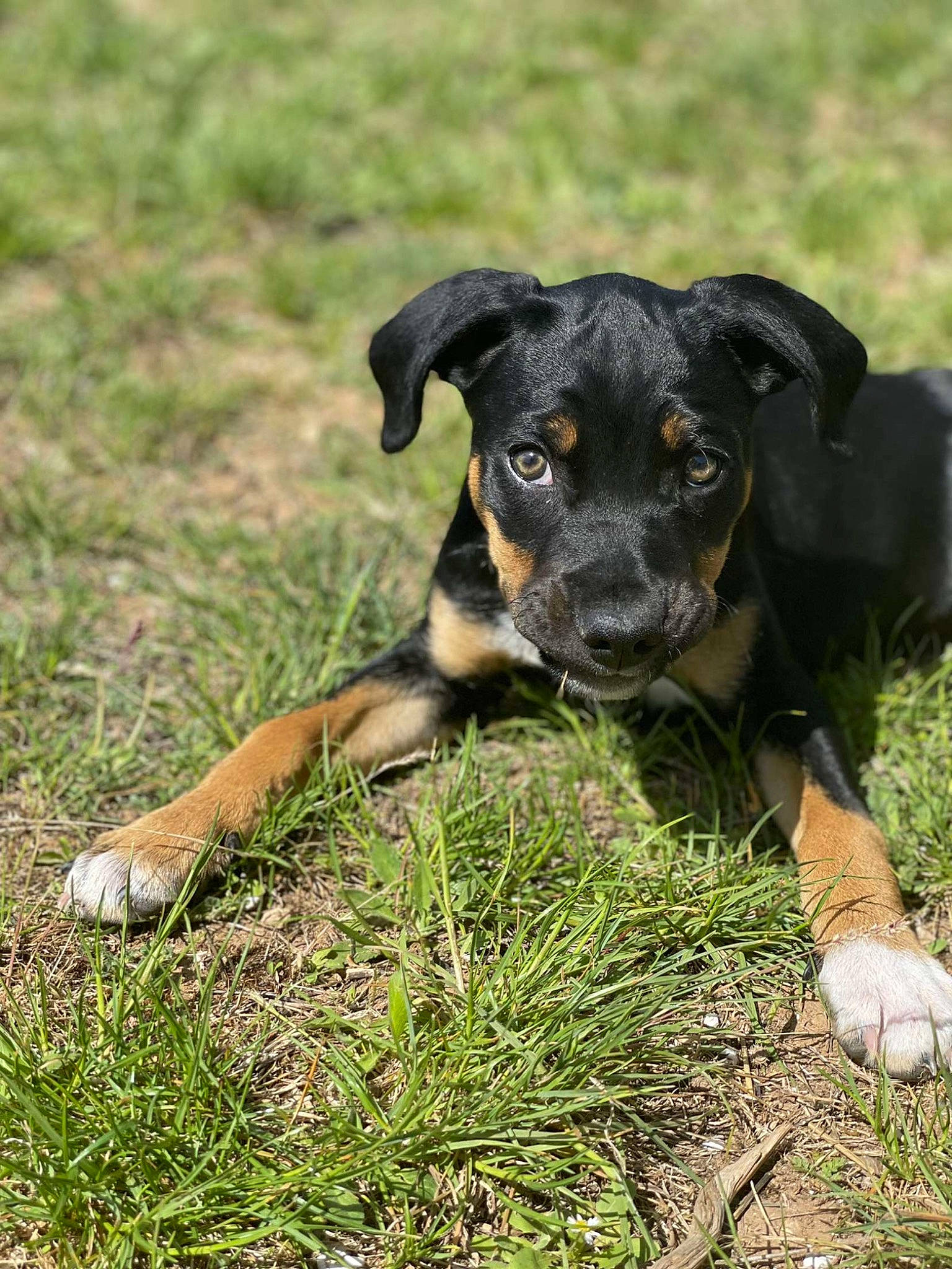 Talia participe au concours pour gagner de l'argent avec cette photo : canidae, carnivore, companion_dog, dog, dog_breed, fawn, grass, grassland, guard_dog, hunting_dog, plant, puppy, snout, sporting_group, terrestrial_animal, working_animal, working_dog