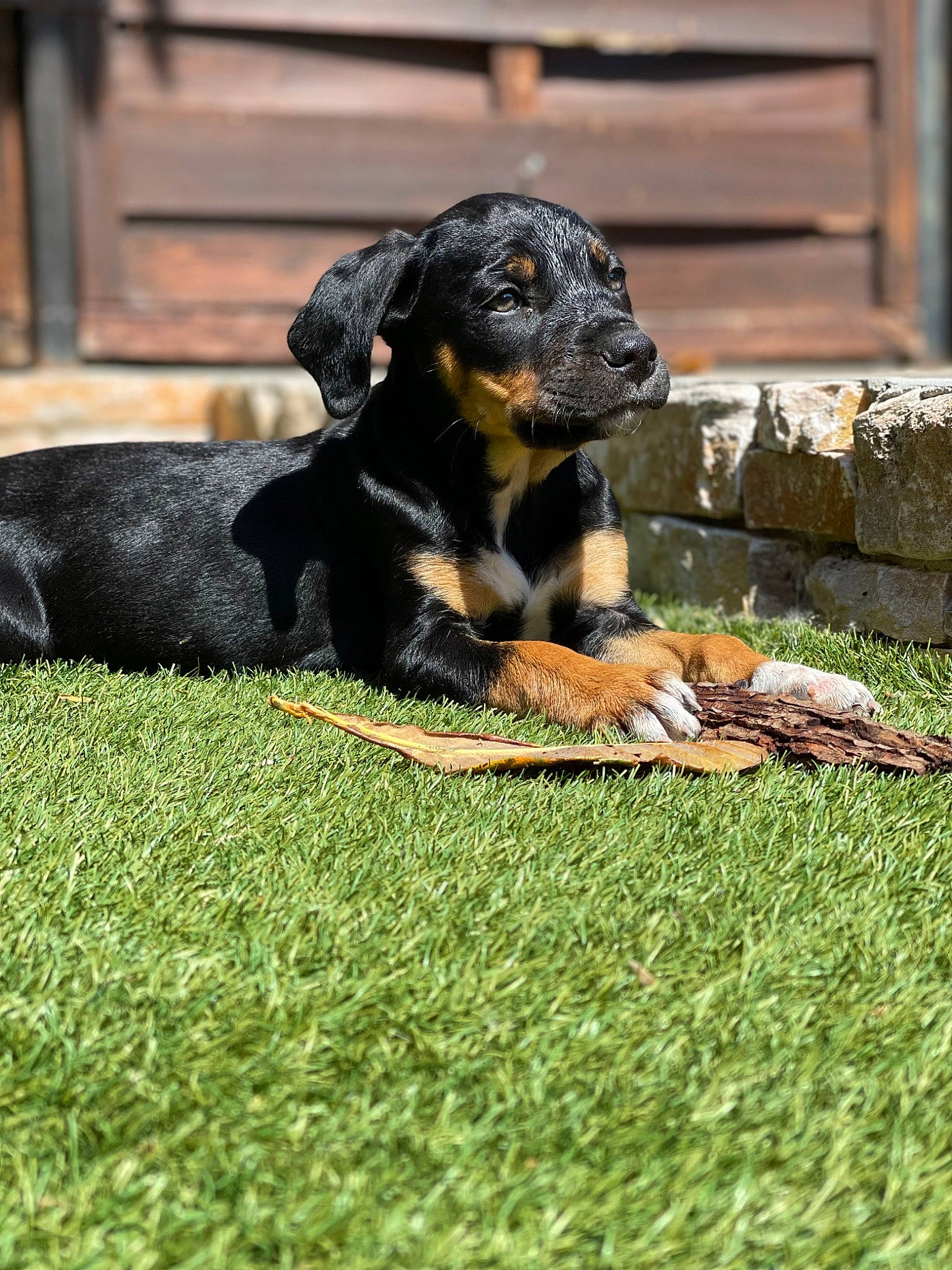 Talia participe au concours pour gagner de l'argent avec cette photo : canidae, carnivore, companion_dog, dog, dog_breed, grass, groundcover, guard_dog, hunting_dog, montenegrin_mountain_hound, plant, puppy, snout, sporting_group, tail, terrestrial_animal, wood, working_animal, working_dog