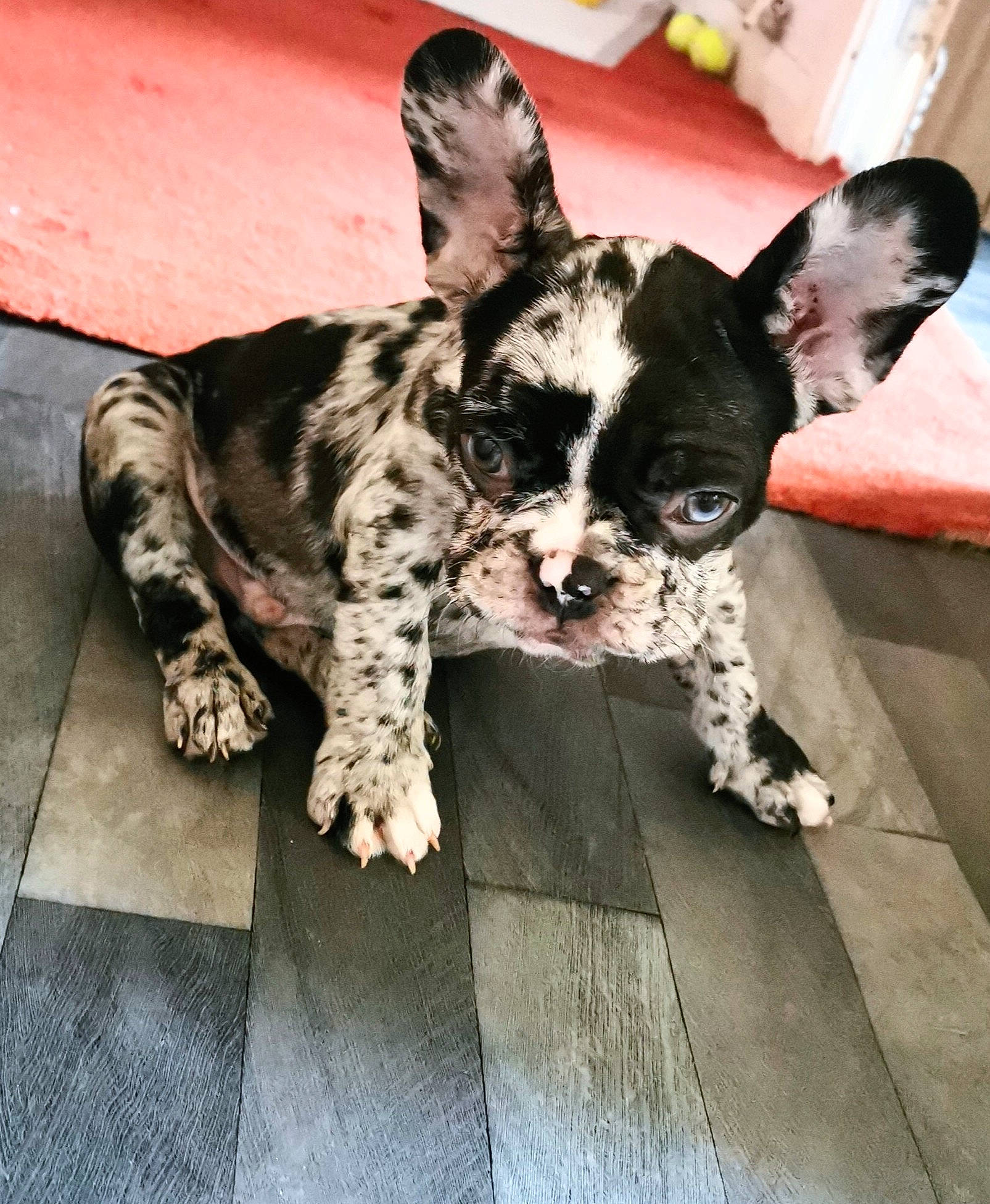 Hulk is registered to the contest to win money with this photo: canidae, carnivore, comfort, companion_dog, dog, dog_breed, fawn, felidae, flooring, fur, paw, small_to_medium_sized_cats, snout, sporting_group, tail, terrestrial_animal, texas_heeler, whiskers, wood, working_animal