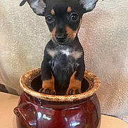 Amy is registered to the contest to win money with this photo: puppy, dog, pot, ceramic, brown, ears, cute, animal, pet, indoor, curious, closeup, small, young, fur, black, tan, whiskers, table, background