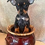 puppy, dog, pot, ceramic, brown, ears, cute, animal, pet, indoor, curious, closeup, small, young, fur, black, tan, whiskers, table, background