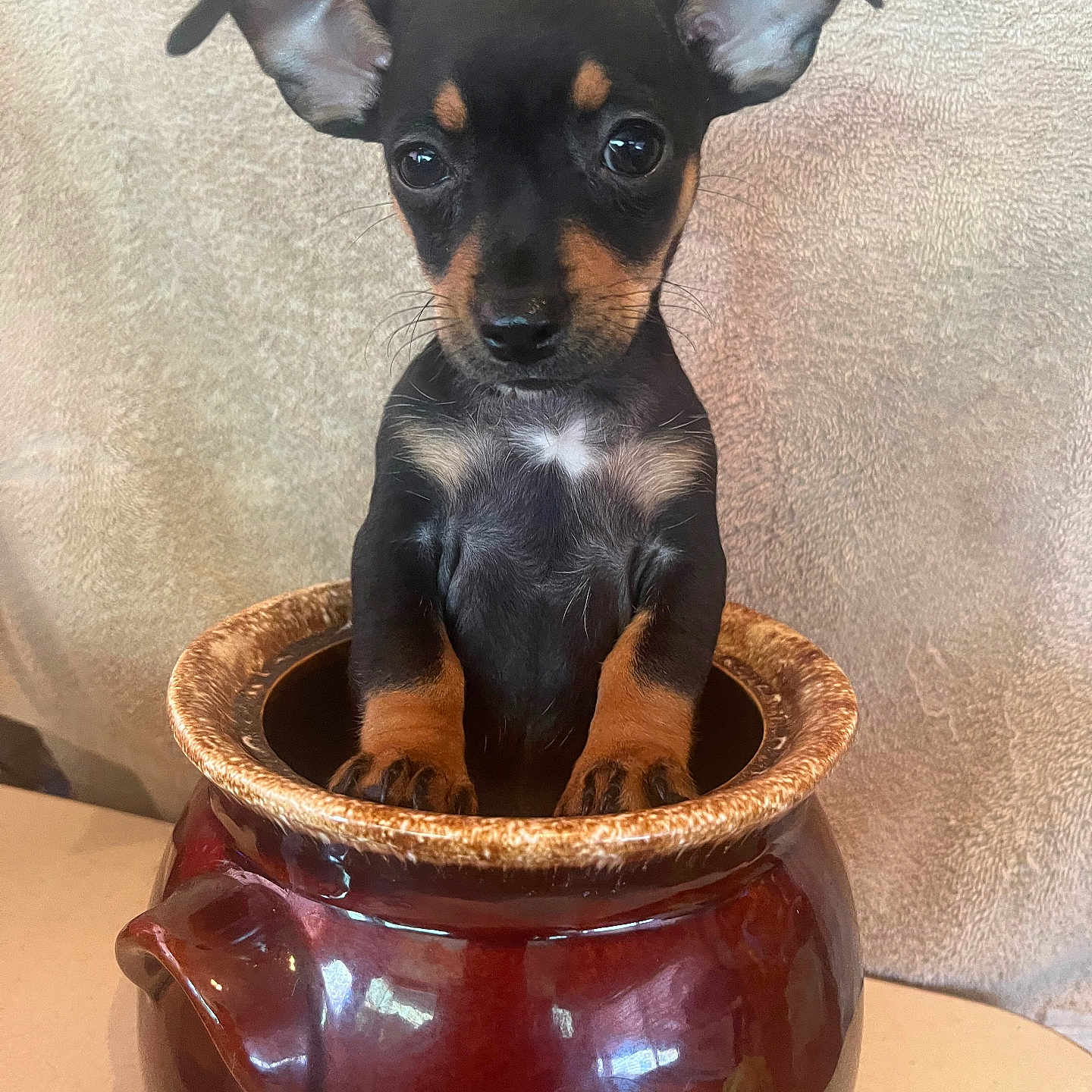 Amy is registered to the contest to win money with this photo: animal, background, black, brown, ceramic, closeup, curious, cute, dog, ears, fur, indoor, pet, pot, puppy, small, table, tan, whiskers, young