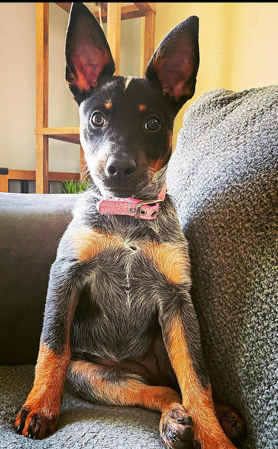 Riley joined the competition — help win amazing prizes! canidae, carnivore, collar, comfort, companion_dog, dog, dog_breed, ear, fawn, guard_dog, non_sporting_group, prazsky_krysarik, snout, sporting_group, terrestrial_animal, texas_heeler, toy_dog, whiskers, working_animal, working_dog