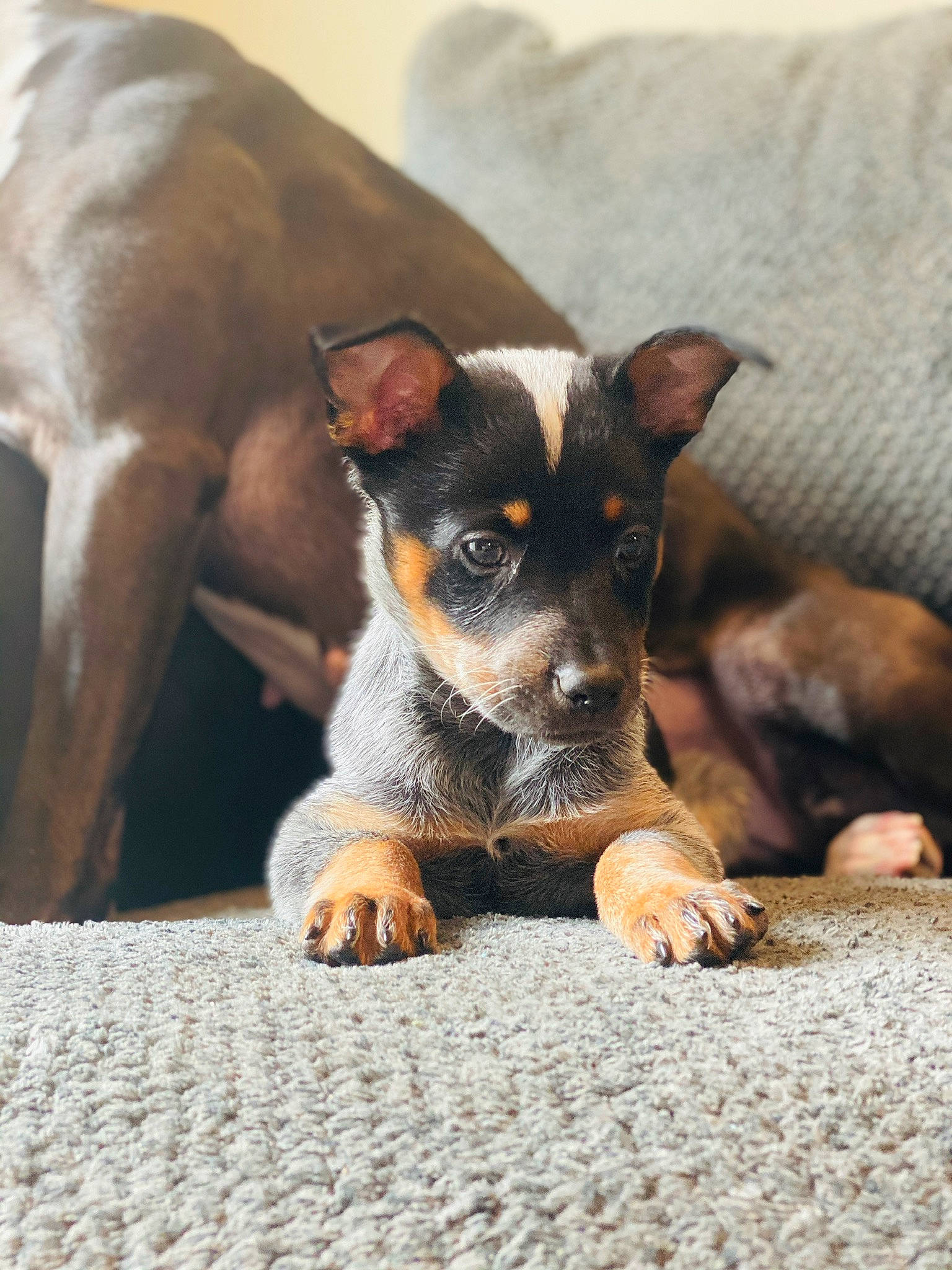 Riley joined the competition — help win amazing prizes! bored, canidae, carnivore, comfort, companion_dog, dog, dog_breed, ear, fawn, fur, paw, puppy, snout, sporting_group, terrestrial_animal, toy_dog, whiskers, working_animal, working_dog