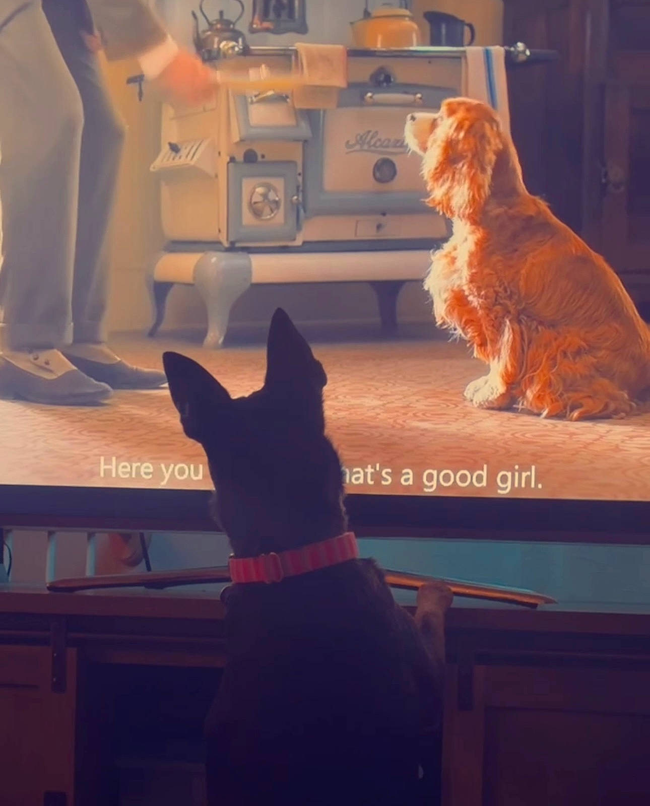 Riley joined the competition — help win amazing prizes! brown, canidae, carnivore, comfort, companion_dog, display_device, dog, dog_breed, fawn, felidae, flooring, fur, room, small_to_medium_sized_cats, snout, sporting_group, tail, tints_and_shades, whiskers, wood