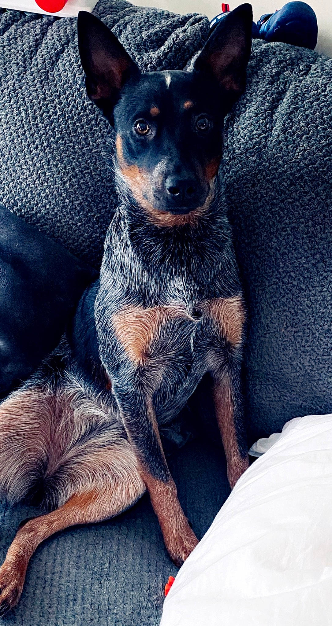 Riley is registered to the contest to win money with this photo: canidae, carnivore, comfort, companion_dog, dog, dog_breed, fawn, fur, paw, snout, sporting_group, terrestrial_animal, texas_heeler, toy_dog, whiskers, working_animal, working_dog