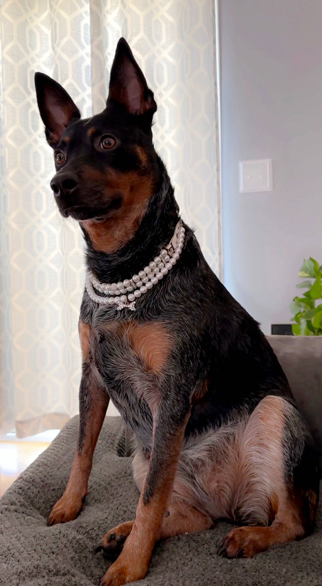 Riley is registered to the contest to win money with this photo: ancient_dog_breeds, art, canidae, carnivore, collar, companion_dog, dog, dog_breed, dog_collar, dog_supply, fawn, flowerpot, houseplant, pet_supply, plant, snout, sporting_group, whiskers, working_animal, working_dog