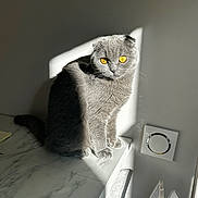 Moochi participe au concours pour gagner de l'argent avec cette photo : cat, scottish_fold, gray_fur, golden_eyes, sunlight, shadow, marble_surface, indoor, pet, animal, feline, curious, sitting, minimalist, wall, domestic, cute, soft_fur, natural_light, portrait