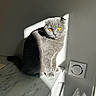 cat, scottish_fold, gray_fur, golden_eyes, sunlight, shadow, marble_surface, indoor, pet, animal, feline, curious, sitting, minimalist, wall, domestic, cute, soft_fur, natural_light, portrait