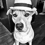 Pungo joined the competition — help win amazing prizes! dog, straw_hat, portrait, black_and_white, indoors, wood_floor, wood_paneling, close_up, face, eyes, nose, ears, pet, canine, sitting, looking_at_camera, fashion, accessory, serious_expression, photography
