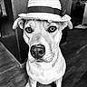 dog, straw_hat, portrait, black_and_white, indoors, wood_floor, wood_paneling, close_up, face, eyes, nose, ears, pet, canine, sitting, looking_at_camera, fashion, accessory, serious_expression, photography