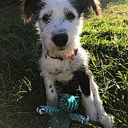 Lita is registered to the contest to win money with this photo: puppy, dog, pet, animal, grass, outdoors, portrait, close_up, white_fur, black_patches, floppy_ears, black_nose, collar, red_collar, stuffed_toy, chew_toy, sunlight, backlighting, garden, playful