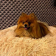 Tino participe au concours pour gagner de l'argent avec cette photo : animal, bodypart, canine, clothing, cockerspaniel, couch, cushion, dog, dogbed, eskimodog, fur, furniture, homedecor, indoors, interiordesign, mouth, papillon, pet, puppy, terrier