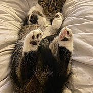 Nina a rejoint le concours — aidez-le/la à gagner de superbes lots ! cat, tabby, paw_pads, white_blanket, sleepy, cozy, fur, pet, indoor, cute, animal, relaxed, lying_down, soft, bed, whiskers, domestic_cat, mammal, feline, resting