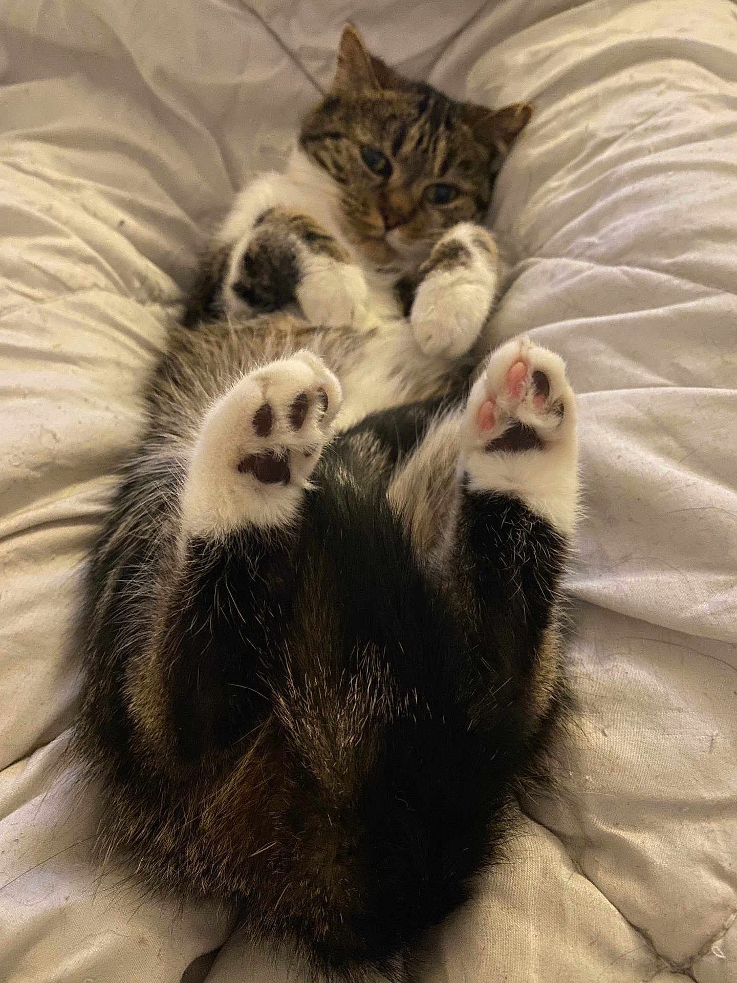 Nina a rejoint le concours — aidez-le/la à gagner de superbes lots ! cat, tabby, paw_pads, white_blanket, sleepy, cozy, fur, pet, indoor, cute, animal, relaxed, lying_down, soft, bed, whiskers, domestic_cat, mammal, feline, resting