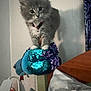 animal, cat, collar, curious, cute, decor, fish_shaped_toy, fluffy, furniture, gray_cat, home, indoor, kitten, pet, pillow, playful, plush_toy, sequined_toy, small_pet, soft_lighting