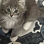 Smokey Lynn is registered to the contest to win money with this photo: animal, blanket, cat, cute, ears, eyes, feline, fluffy, fur, gray, indoor, kitten, mammal, pattern, paws, pet, resting, soft, whiskers, young