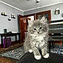 Smokey Lynn is registered to the contest to win money with this photo: animal, cat, ceiling_fan, closeup, curious, cute, domestic_cat, eyes, fluffy, furniture, gray_fur, indoor, kitten, living_room, pet, portrait, rug, white_paws, wooden_door, young_cat