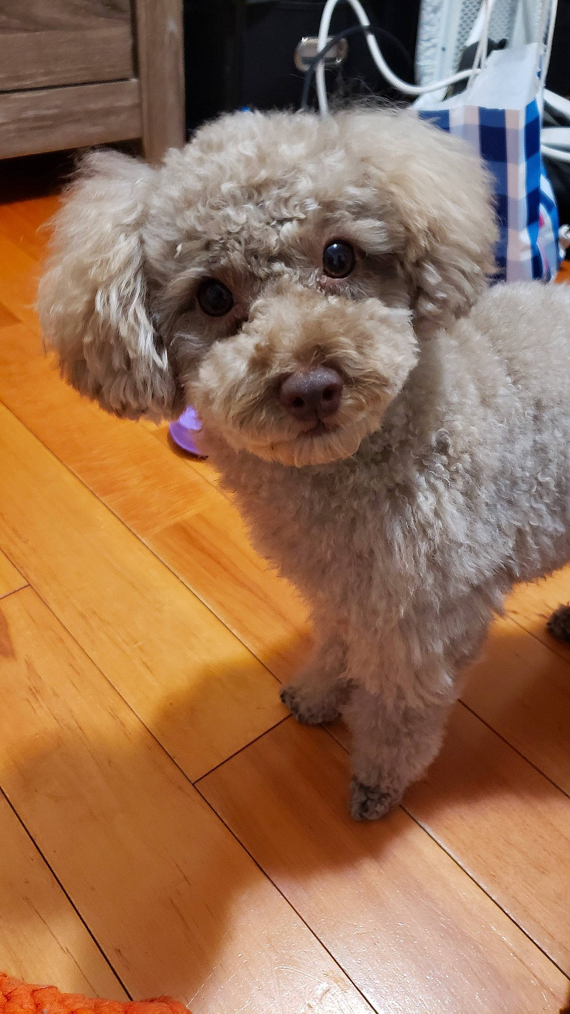 Pocky joined the competition — help win amazing prizes! bolonka, canidae, carnivore, cockapoo, companion_dog, dog, dog_breed, havanese, lagotto_romagnolo, maltepoo, mammal, miniature_poodle, poodle, poodle_crossbreed, schnoodle, spanish_water_dog, sporting_group, terrier, toy_poodle, vertebrate