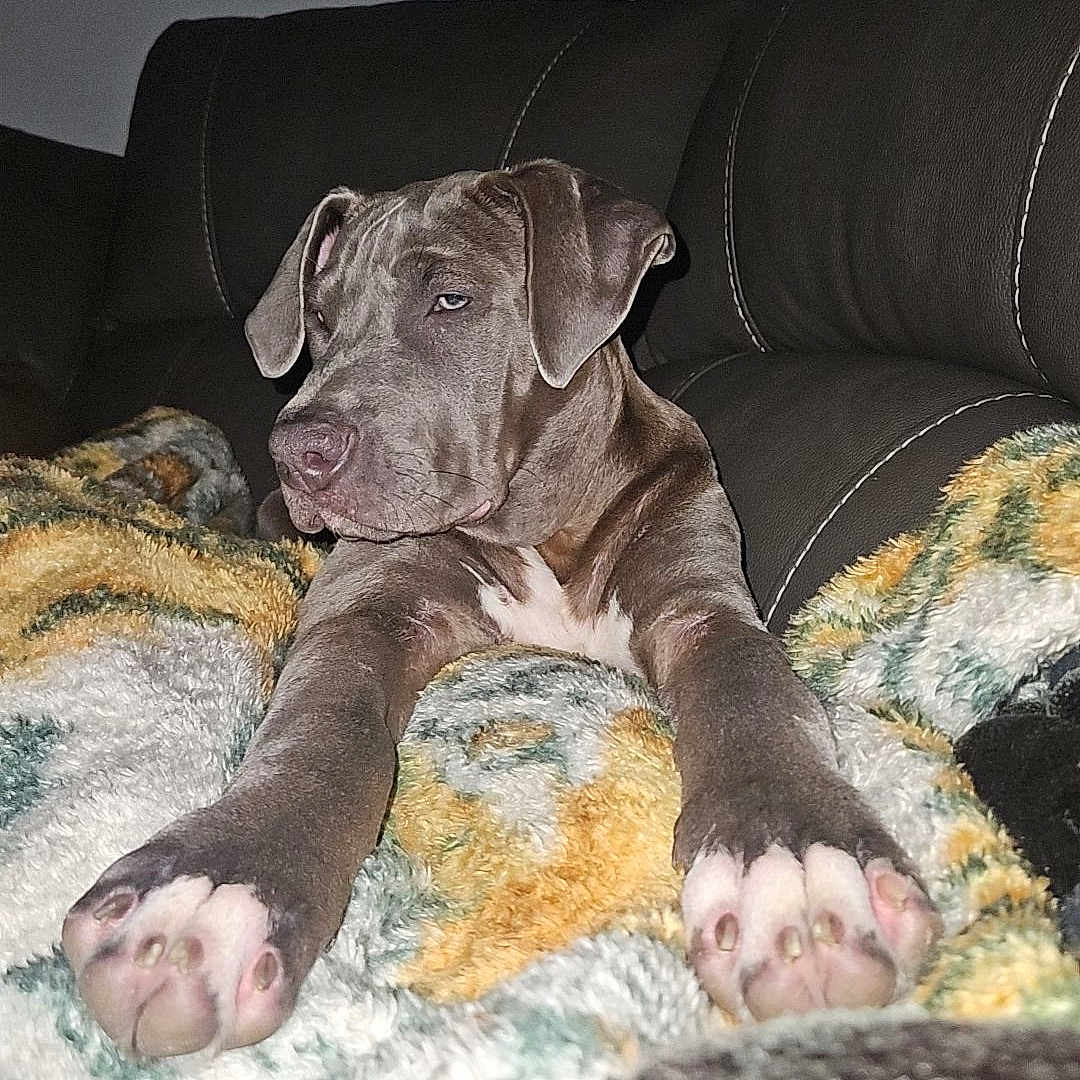 Apollo is registered to the contest to win money with this photo: animal, blanket, canine, companion, couch, cozy, cute, dog, fur, home, indoor, leather, mammal, paws, pet, relaxing, resting, sleepy, snuggled, stretching