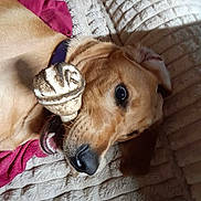 Anki participe au concours pour gagner de l'argent avec cette photo : animal, blanket, bone, canine, chew_toy, close_up, collar, comfort, couch, dog, fur, golden_retriever, home, indoor, lying_down, pet, playful, relaxed, resting, snout