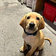 Anki participe au concours pour gagner de l'argent avec cette photo : puppy, dog, golden, pet, indoor, carpet, sitting, curious, young, collar, ears, tail, floor, red_storage_bin, curtains, home, animal, canine, looking_up, domestic
