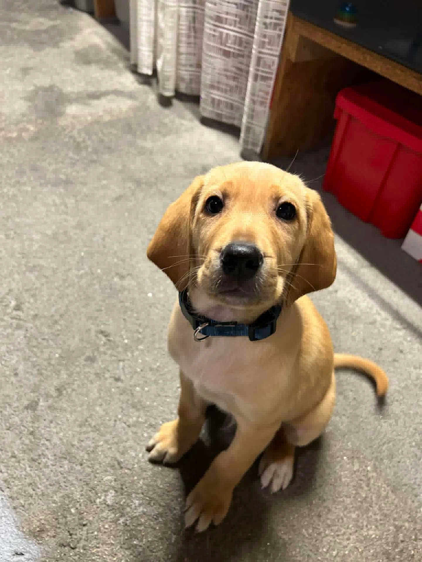 Anki participe au concours pour gagner de l'argent avec cette photo : puppy, dog, golden, pet, indoor, carpet, sitting, curious, young, collar, ears, tail, floor, red_storage_bin, curtains, home, animal, canine, looking_up, domestic