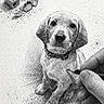 Anki participe au concours pour gagner de l'argent avec cette photo : art, artist, artwork, black_and_white, close_up, creative, detailed, dog, drawing_tool, eraser, hand, illustration, paper_texture, pencil, pencil_drawing, pencil_shavings, portrait, puppy, realistic, sketch