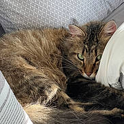 Milo joined the competition — help win amazing prizes! cat, tabby, fluffy, green_eyes, curled_up, sleepy, cozy, indoor, pillow, bedding, striped, fur, whiskers, pet, resting, close_up, cute, relaxed, animal, domestic_cat