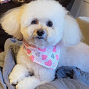 Becca joined the competition — help win amazing prizes! dog, white_dog, fluffy, small_dog, pet, bandana, hearts, indoors, blanket, couch, sitting, lying_down, portrait, close_up, fur, white_fur, black_nose, dark_eyes, cozy, cute